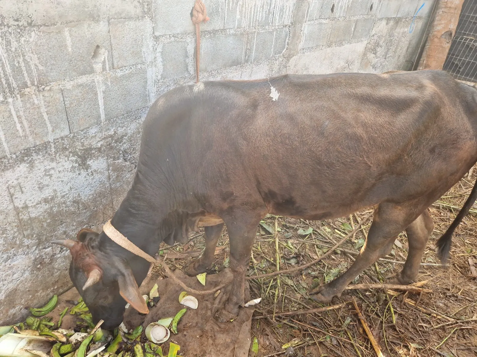 Photo 2/3 — Photo de l'annonce : M'tsaba — Chiconi (Animaux)
