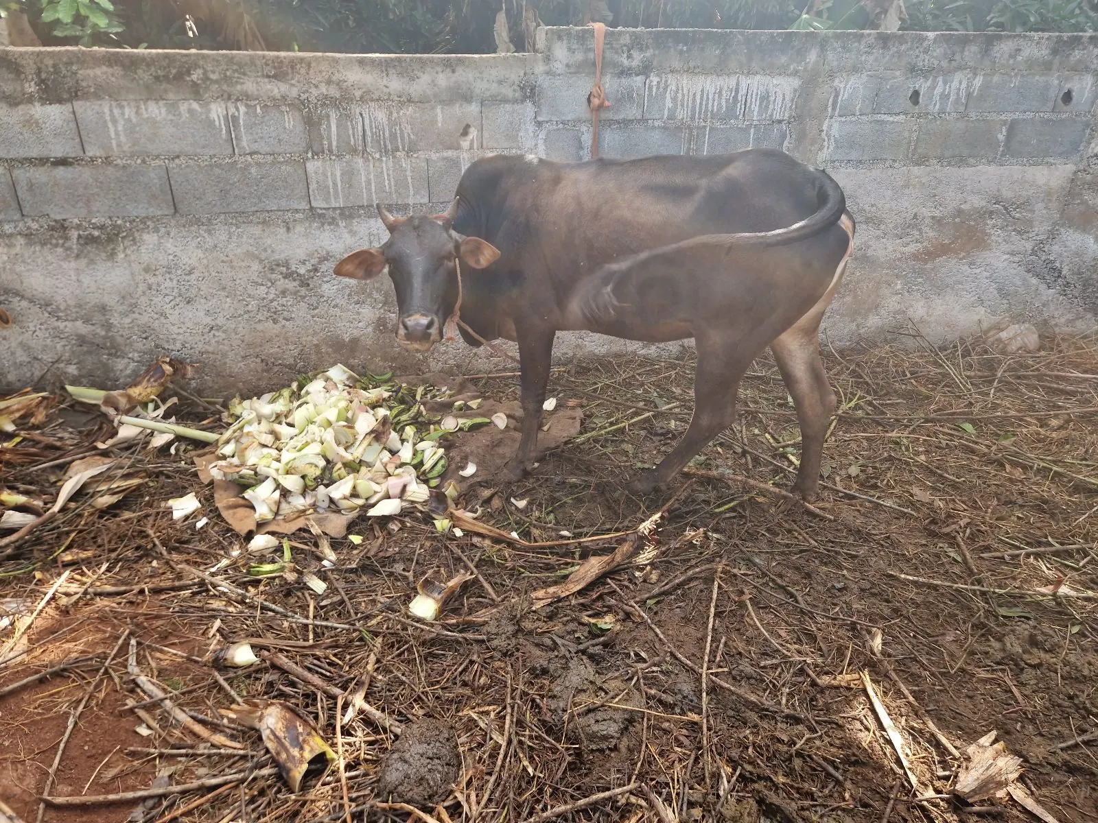Photo 3/3 — Photo de l'annonce : M'tsaba — Chiconi (Animaux)