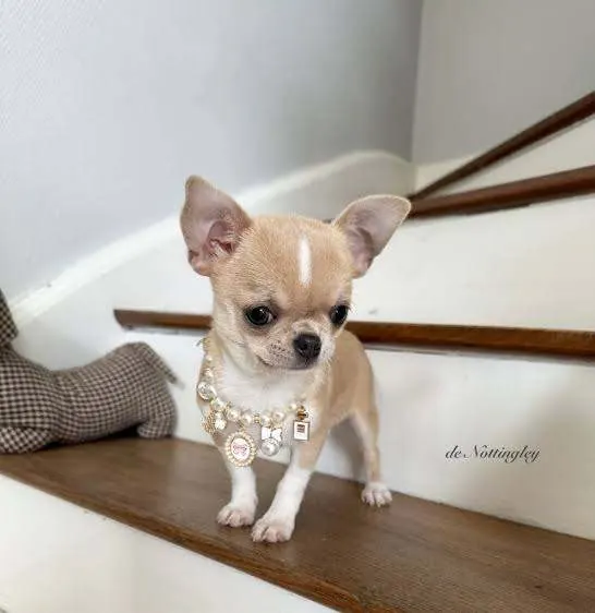 Photo 2/2 — Photo de l'annonce : Adorable et magnifique chiot chihuahua en adoption — Tsingoni (Animaux)